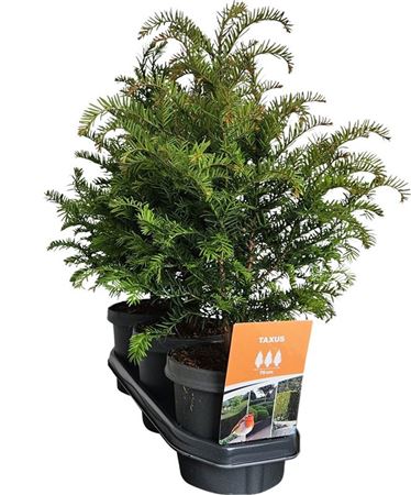 Taxus Baccata (hedgeline)
