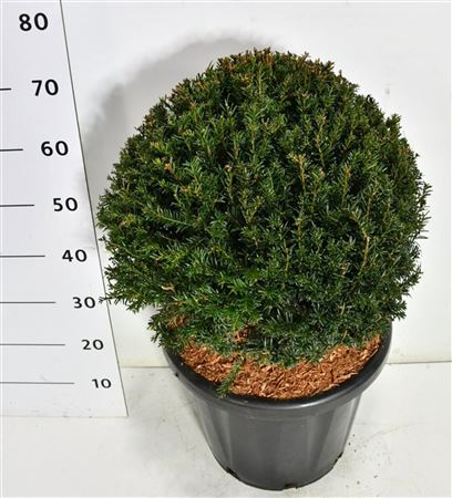 Taxus Baccata Ball
