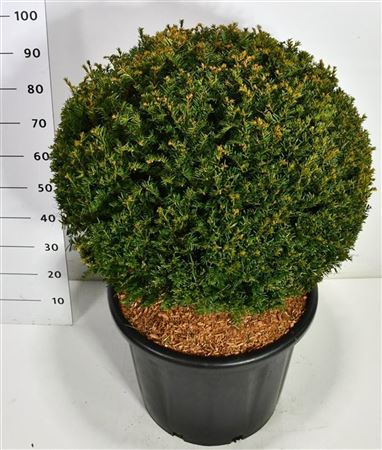 Taxus Baccata Ball
