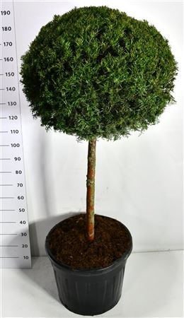 Taxus Baccata On Stem