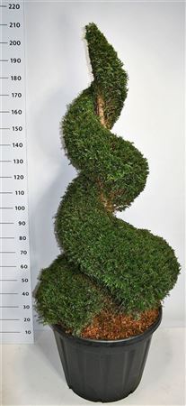 Taxus Baccata Spiral