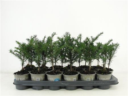 Taxus Baccata