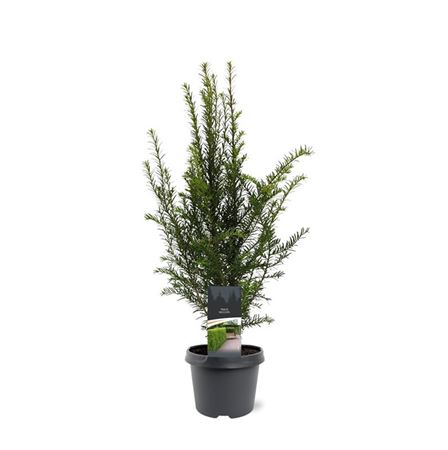 Taxus Baccata