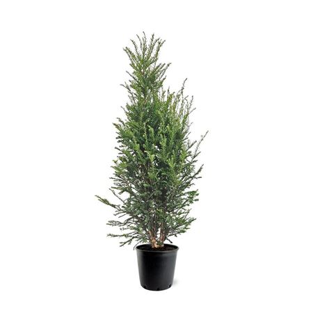 Taxus Baccata