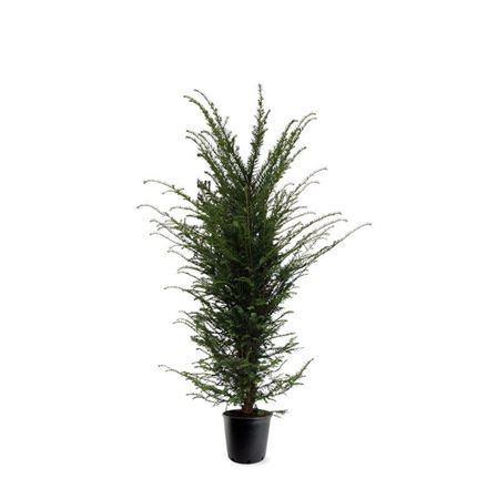 Taxus Baccata