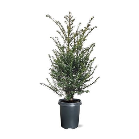 Taxus Baccata