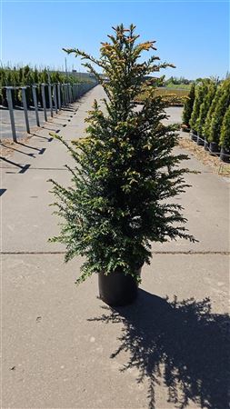 Taxus Baccata