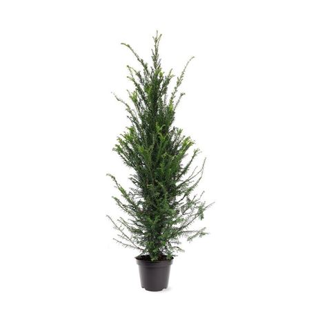 Taxus Baccata