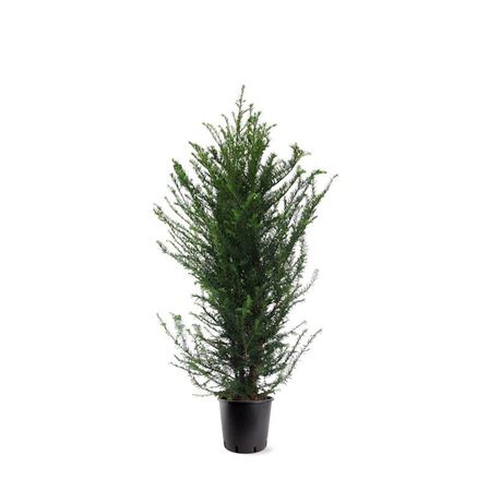 Taxus Baccata