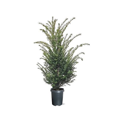 Taxus Baccata