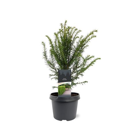 Taxus Baccata