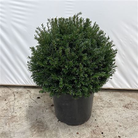 Taxus Bacc Ball