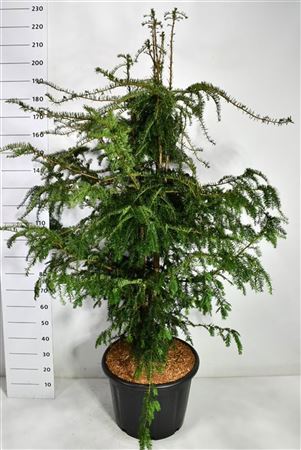 Taxus Bacc Dovastoniana