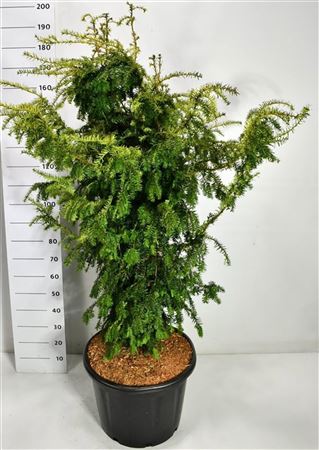 Taxus Bacc Dovastonii Aurea