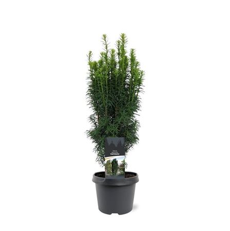 Taxus Bacc Fastigiata