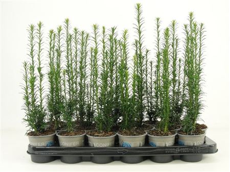 Taxus Bacc Fastigiata