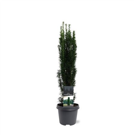 Taxus Bacc Fastigiata Robusta