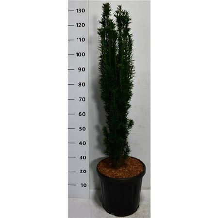 Taxus Bacc Fastigiata Robusta