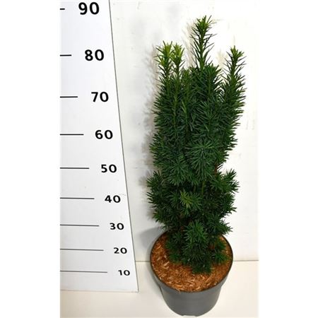 Taxus Bacc Fastigiata Robusta