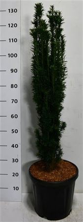 Taxus Bacc Fastigiata Robusta