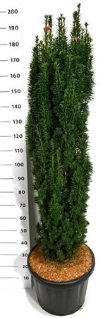 Taxus Bacc Fastigiata Robusta