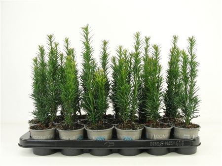 Taxus Bacc Fastigiata Robusta