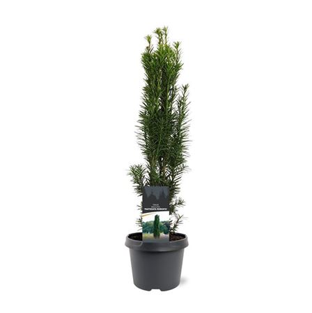 Taxus Bacc Fastigiata Robusta
