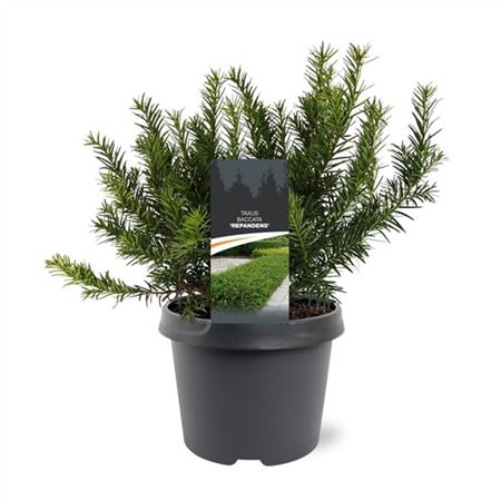 Taxus Bacc Repandens