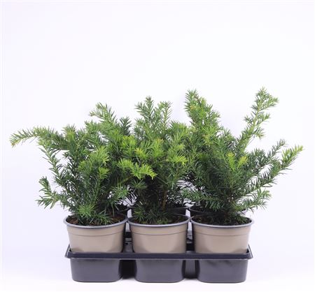 Taxus Bacc Repandens