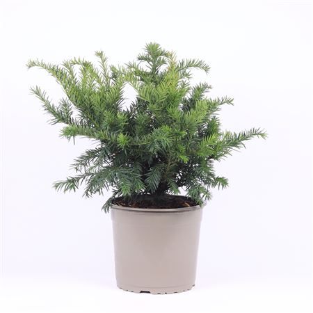 Taxus Bacc Repandens