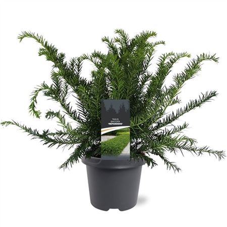 Taxus Bacc Repandens