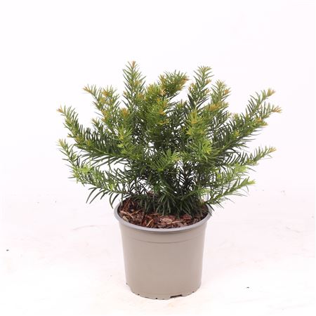 Taxus Bacc Repandens