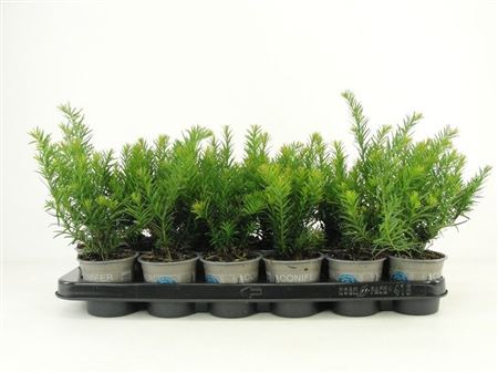 Taxus Bacc Repandens