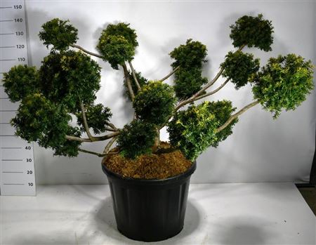 Taxus Bacc Summergold.