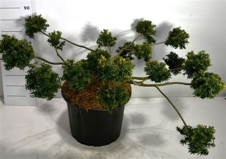 Таксус Бакк Саммерголд