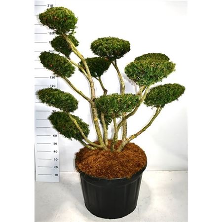 Taxus Cuspidata Select Pon Pon