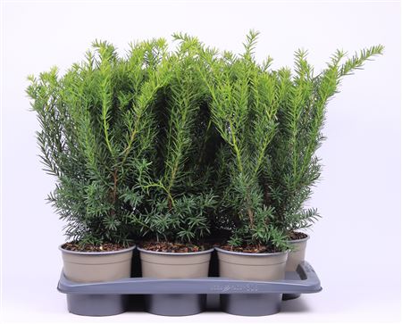 Taxus Media Densiformis