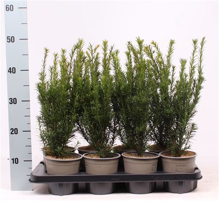 Taxus Media Groenland