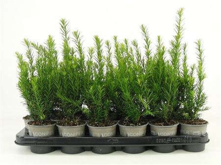 Taxus Media Groenland