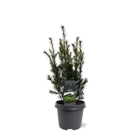 Taxus Med Groenland