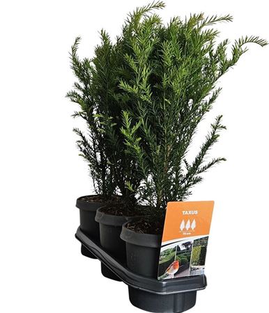 Taxus Media Groenland (hedgeline)