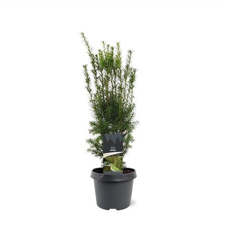 Taxus Media Hicksii