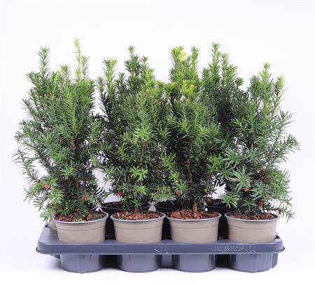 Taxus Media Hicksii