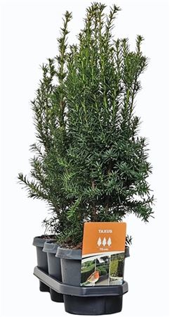 Taxus Media Hicksii (hedgeline)