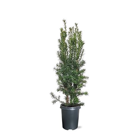Taxus Media Hicksii