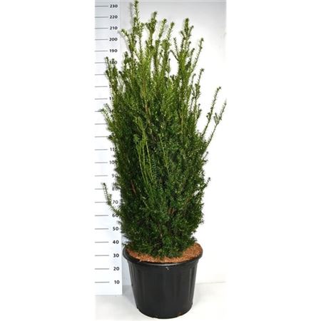 Taxus Media Hillii
