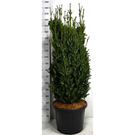 Taxus Media Hillii