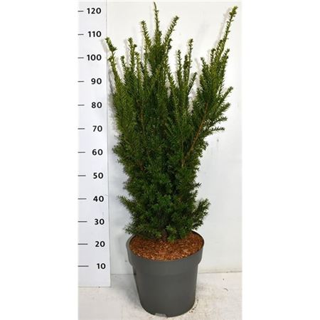 Taxus Media Hillii