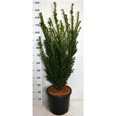 Taxus Media Hillii