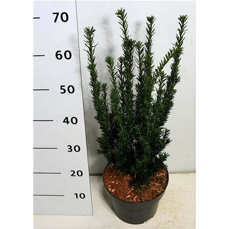 Taxus Media Hillii